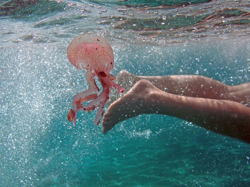 jellyfish stingers